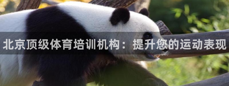 耀世楼盘：北京顶级体育培训机构：提升您的运动表现